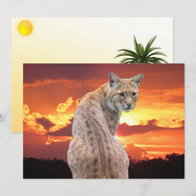 Florida Bobcat with Gorgeous Sunset Flat Card (Front/Back)