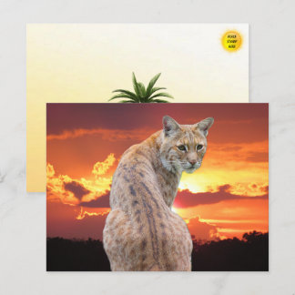 Florida Bobcat with Gorgeous sunset Postcard