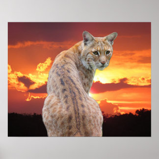 Florida Bobcat with Gorgeous sunset Poster