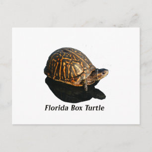 Florida Box turtle Photograph w Text Postcard