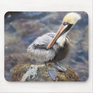 Florida Brown Pelican Standing on Jetty Rock Mouse Pad