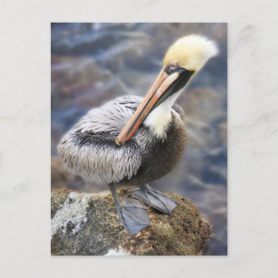 Florida Brown Pelican Standing on Jetty Rock Postcard
