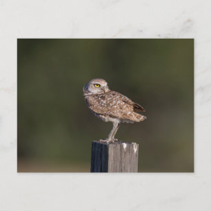 Florida Burrowing Owl Pair Wildlife Photography Postcard