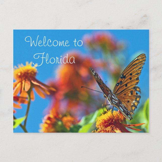 Florida Butterly Postcard (Front)