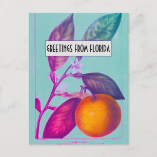 Florida Citrus Postcard