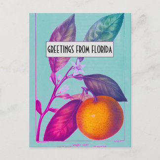 Florida Citrus Postcard