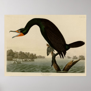 Florida Cormorant Poster