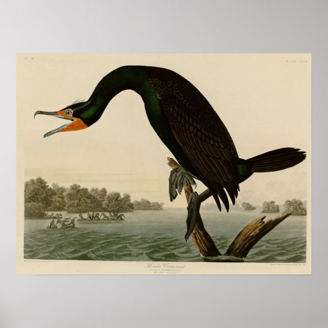 Florida Cormorant Poster (Front)