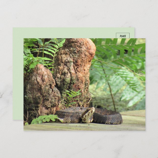 Florida Cottonmouth in the Swamp Postcard (Front/Back)