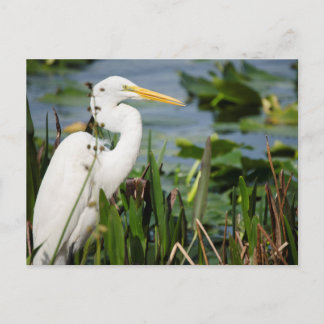 Florida Egret Postcard