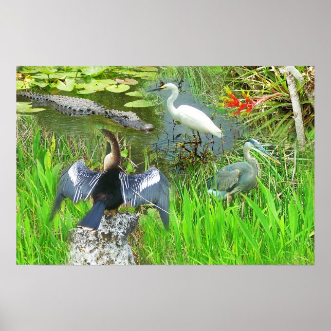 Florida Everglades National Park wildlife Poster (Front)