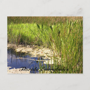 Florida Everglades Postcard