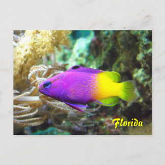 Florida fish postcard