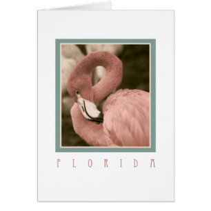 Florida Flamingos