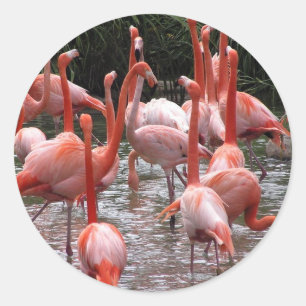 Florida Flamingos Classic Round Sticker