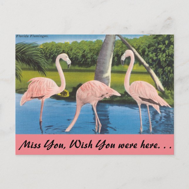 Florida, Flamingos Postcard (Front)