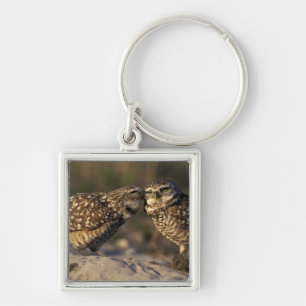 Florida, Fort Myers. Burrowing Owl pair bonding Key Ring