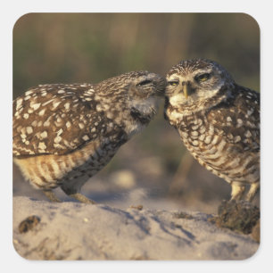 Florida, Fort Myers. Burrowing Owl pair bonding Square Sticker