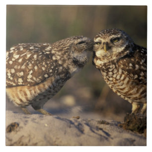 Florida, Fort Myers. Burrowing Owl pair bonding Tile