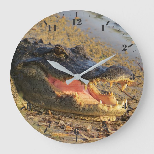 Florida gator portrait large clock (Front)