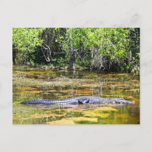 Florida Gator Postcard (Front)