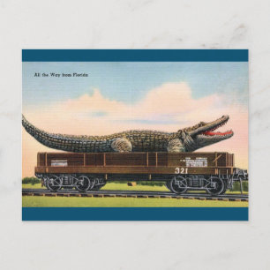 Florida Giant Alligator Vintage Travel Postcard