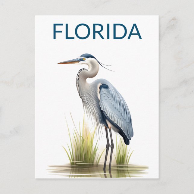 Florida Great Blue Heron Bird Travel  Postcard (Front)