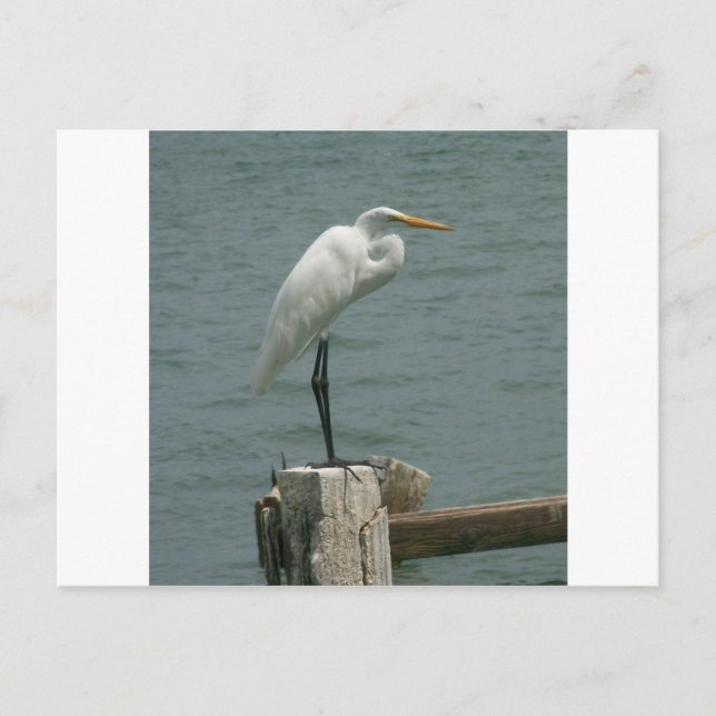 Florida Heron Postcard (Front)
