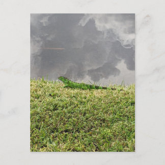 Florida Iguana Postcard