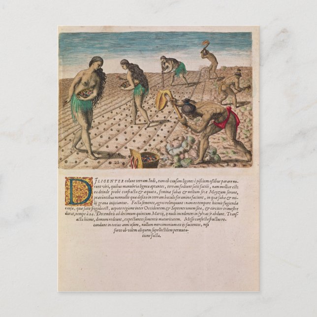 Florida Indians planting maize Postcard (Front)