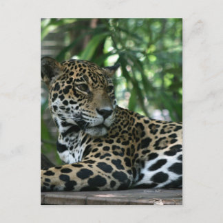 Florida Jaguar looking back lying down Postcard