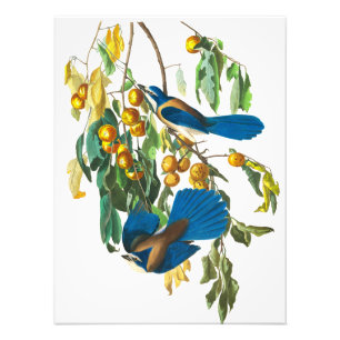 Florida Jay by John James Audubon Photo Print
