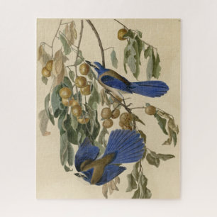 Florida Jay (Scrub-Jay) Audubon's Birds of America Jigsaw Puzzle