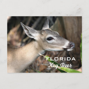 Florida Key Deer Postcard