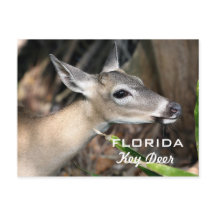 Florida Key Deer Postcard