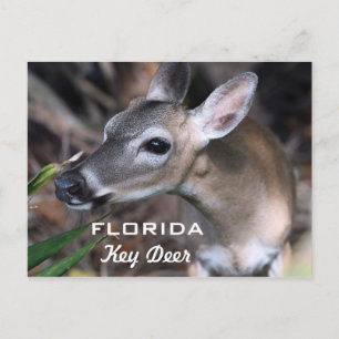 Florida Key Deer Postcard, Version A Postcard