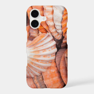 Florida Keys, Key West, seashells