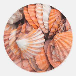 Florida Keys, Key West, seashells Classic Round Sticker