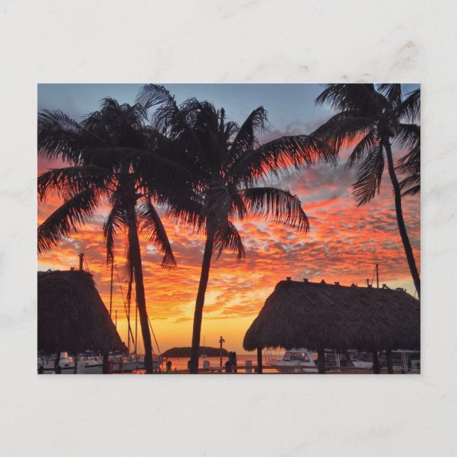 Florida Keys tropical sunset Postcard (Front)