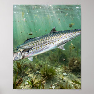 Florida Man King Mackerel Kingfish Coastal Fishing Poster