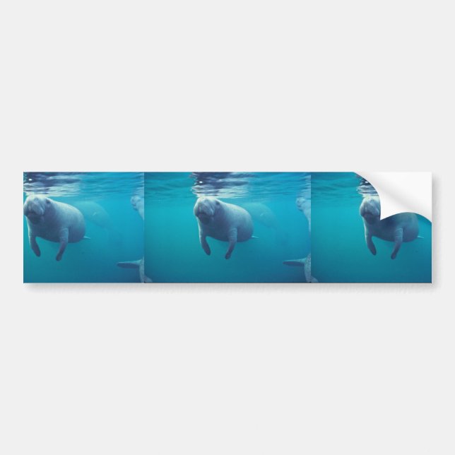 Florida Manatee Bumper Sticker (Front)