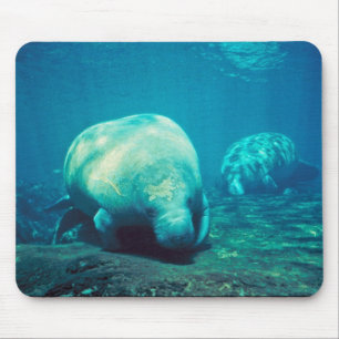 Florida Manatee Mouse Pad