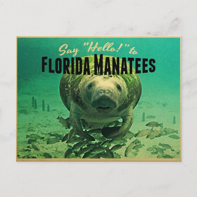 Florida Manatees Postcard (Front)