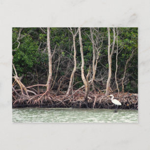 Florida Mangroves Postcard
