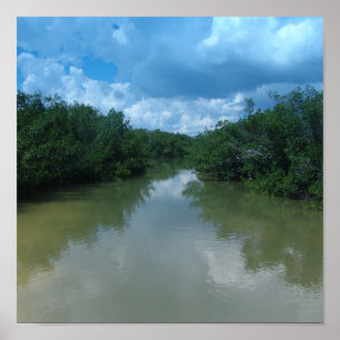 Florida Mangroves Poster