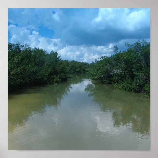Florida Mangroves Poster (Front)