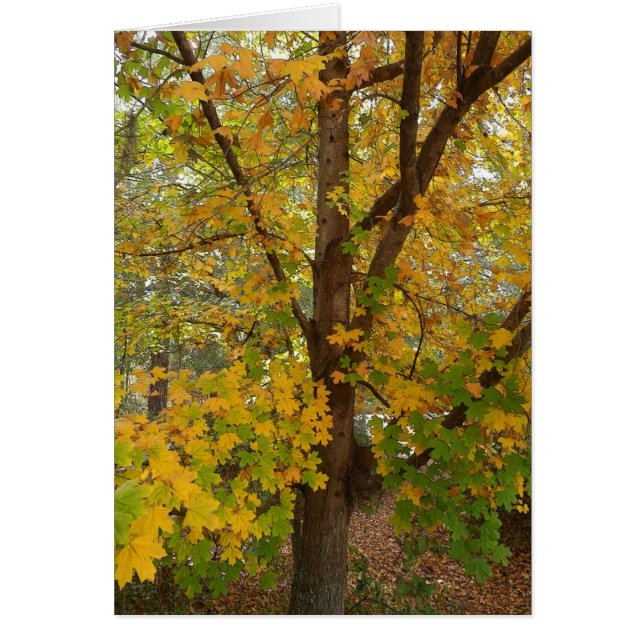 Florida Maple Changing Colour (Front)