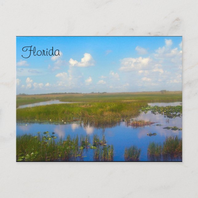Florida Marsh Postcard (Front)