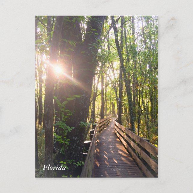 Florida morning sunrise postcard (Front)