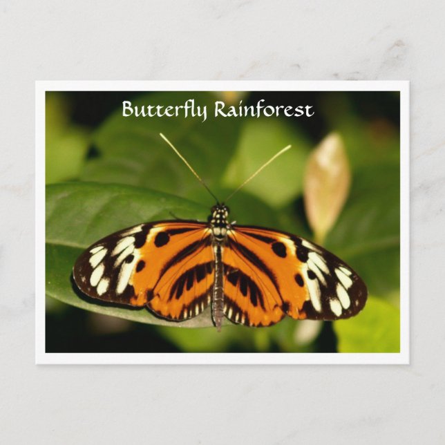 Florida Museum  Butterfly Rainforest Postcard (Front)
